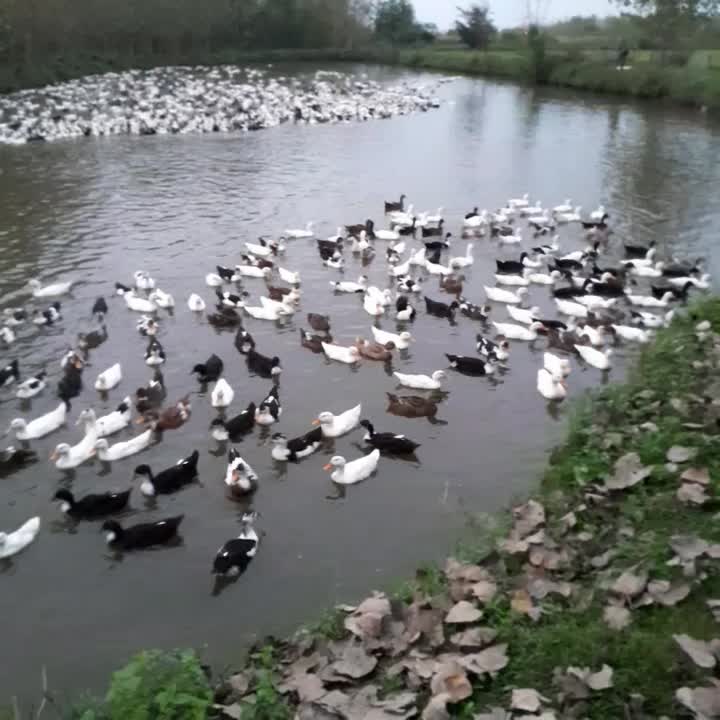 اردک|حیوانات مزرعه|طاهرگوراب, |دیوار