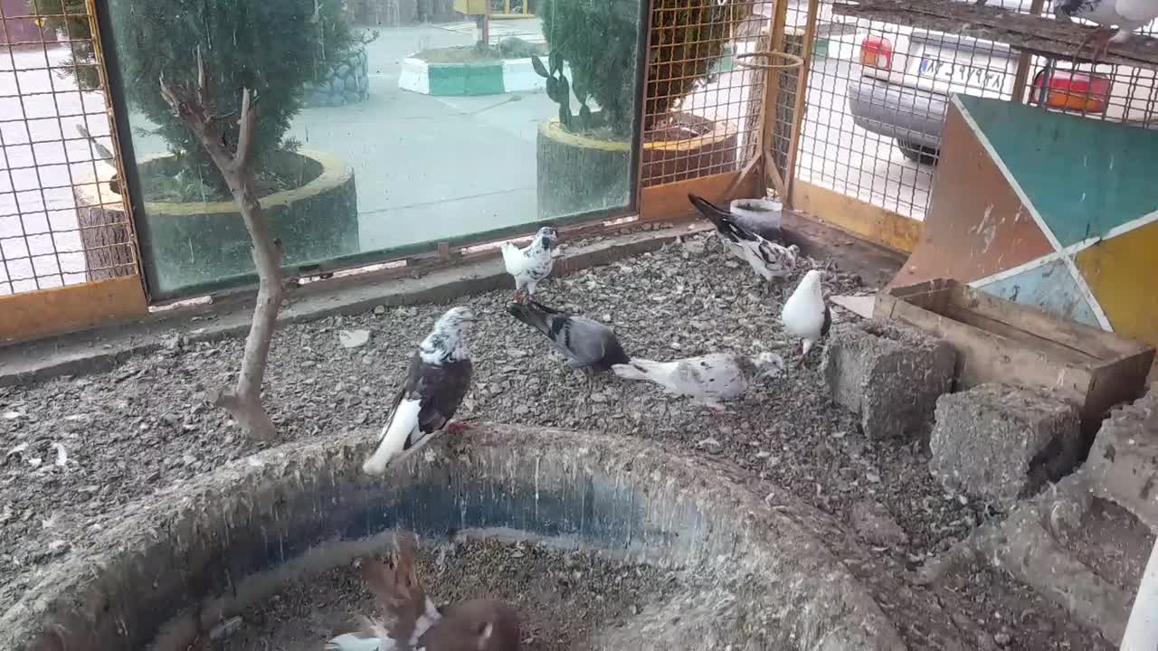 کبوتر سالم سرحال|پرنده|چاف و چمخاله, |دیوار