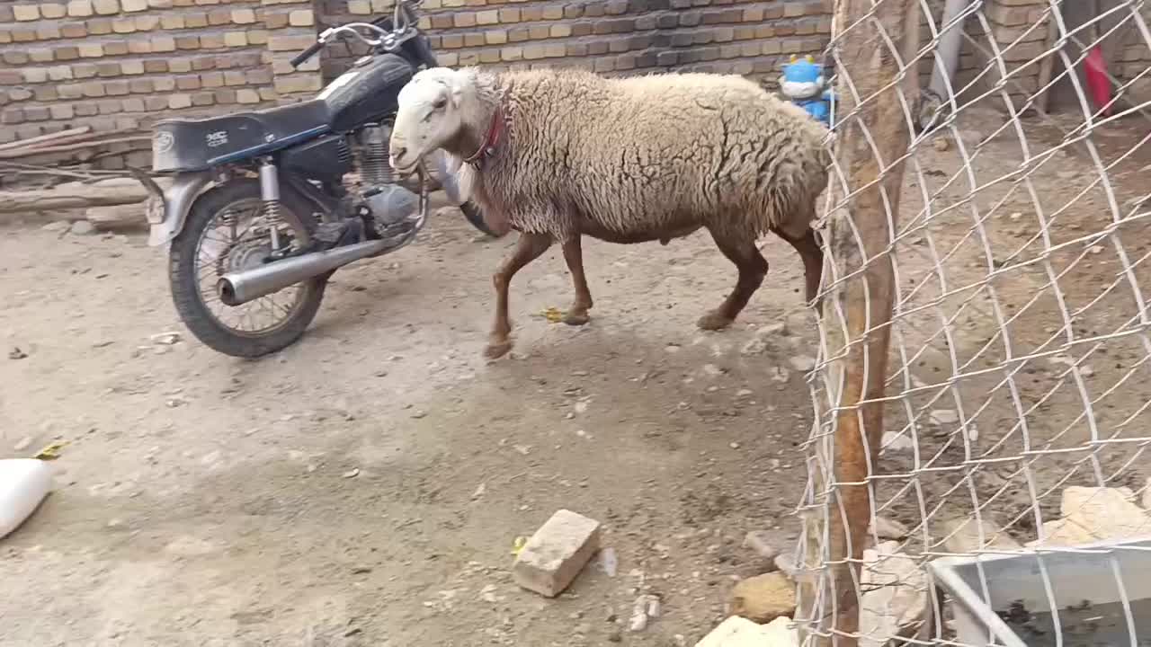 قوچ مغان کله سفید درجه یک|حیوانات مزرعه|دینور, |دیوار