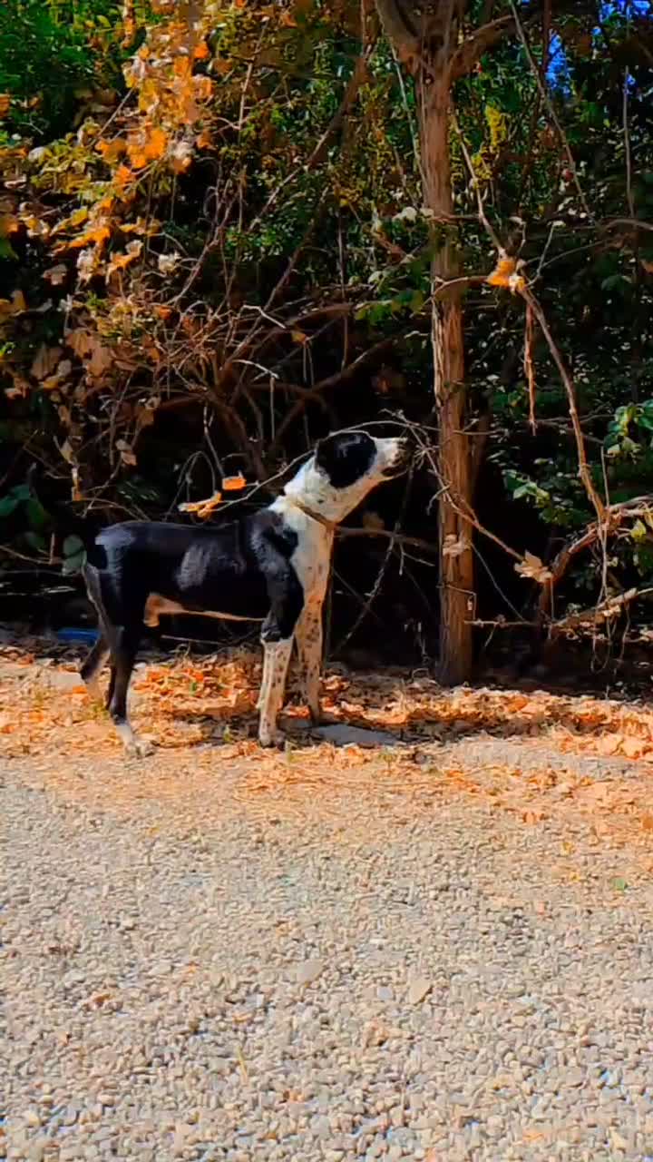 سگ آلابای سرابی عراقی|سگ|وحیدیه, |دیوار