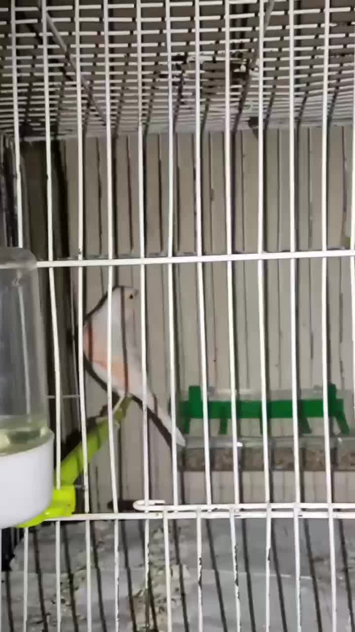 قناری ماده موزاییکی و رد فاکتور|پرنده|تربت‌حیدریه, بالا ولایت|دیوار