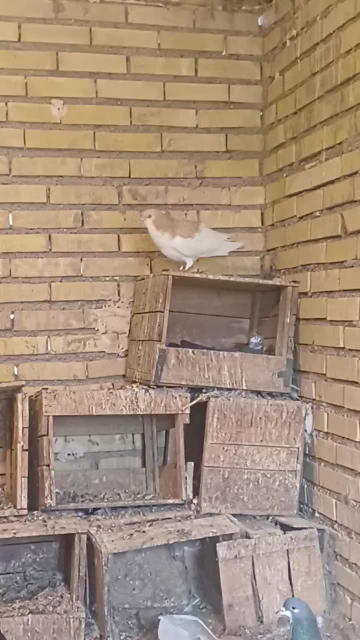 یال زرد|پرنده|آبادان, |دیوار