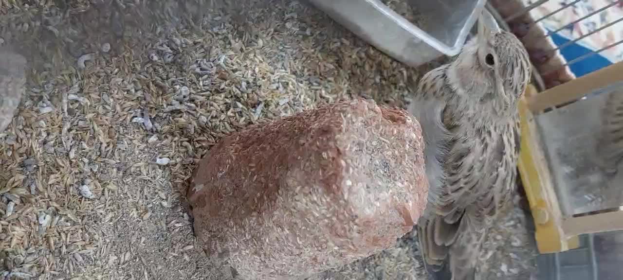 پرنده|پرنده|تربت جام, حافظ|دیوار