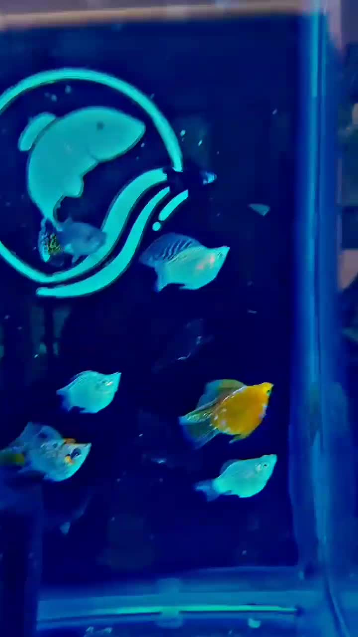 مولی بالن . مولی گاوی|ماهی|شهریار, شهرک وائین|دیوار