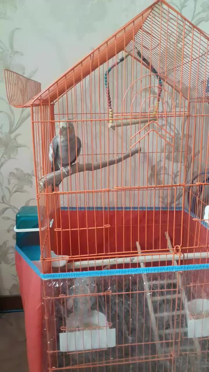 جفت عروس هلندی|پرنده|شیراز, شهرک رضوان|دیوار