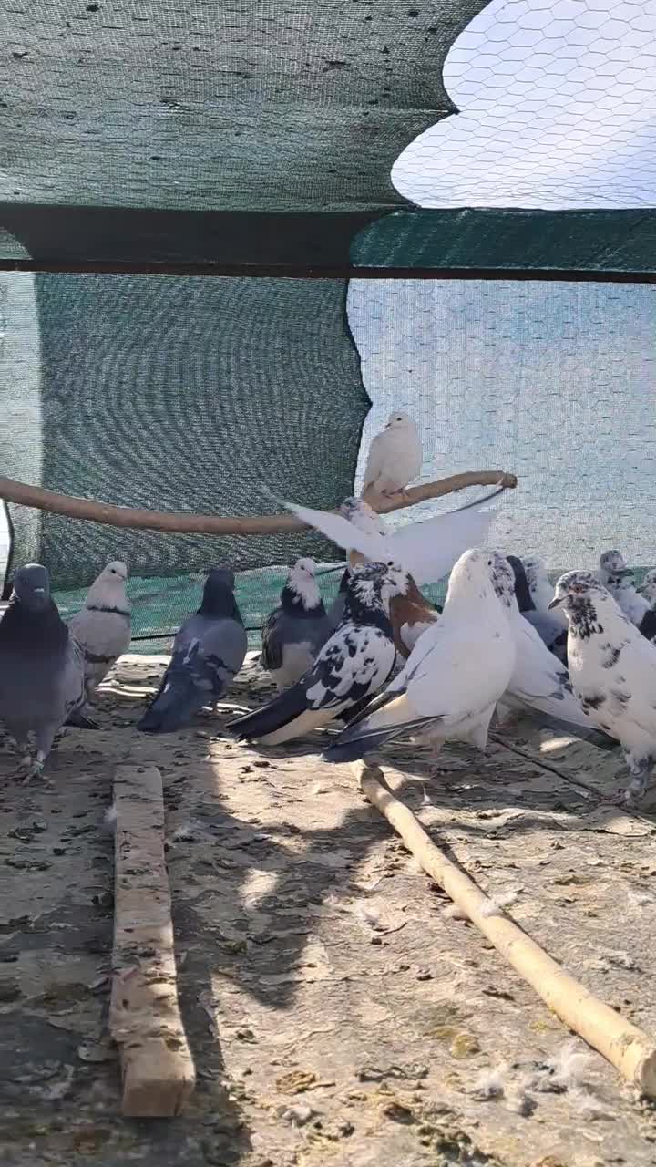 کبوتر یه جایی|پرنده|سریش آباد, |دیوار