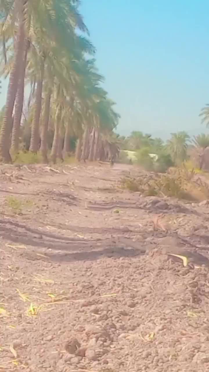 اسب|اسب و تجهیزات اسب‌سواری|جیرفت, |دیوار