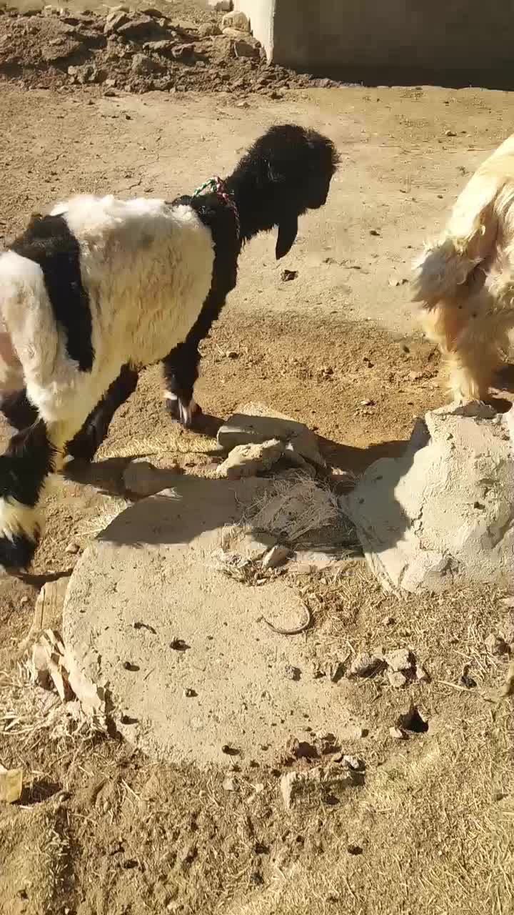 دوعدد بره نر اصلی میش نرمیش|حیوانات مزرعه|شهرکرد, |دیوار