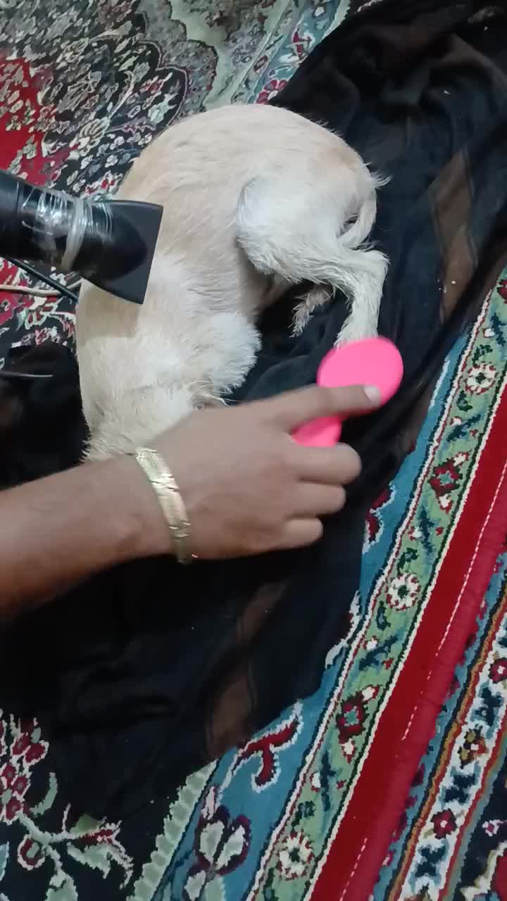 سگ ماده اماده شیتزو نژادروباهی|سگ|خرمشهر, |دیوار