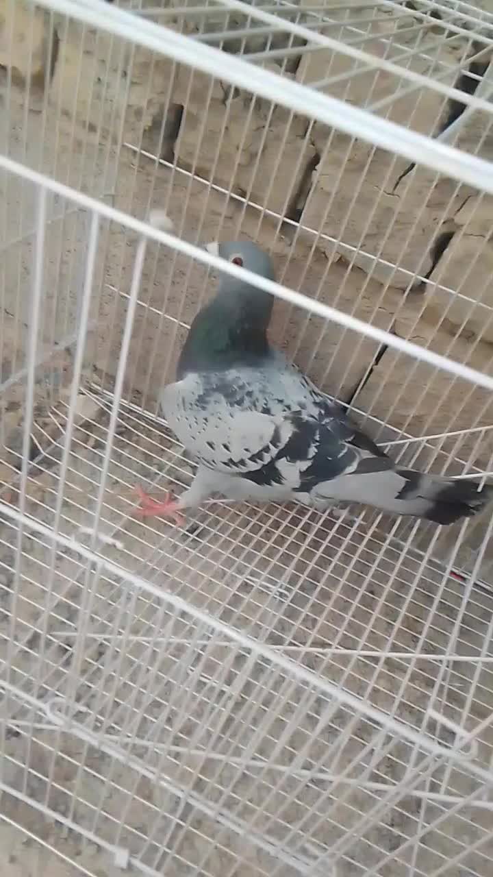 مگس|پرنده|زابل, |دیوار