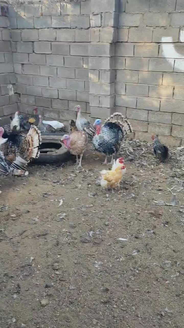 بوقلمون|حیوانات مزرعه|زیرکوه, |دیوار