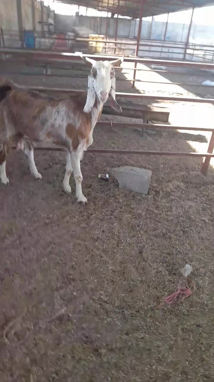 یک راس بزغاله داشتی جوان یه شکم زائده|حیوانات مزرعه|گنبد کاووس, |دیوار