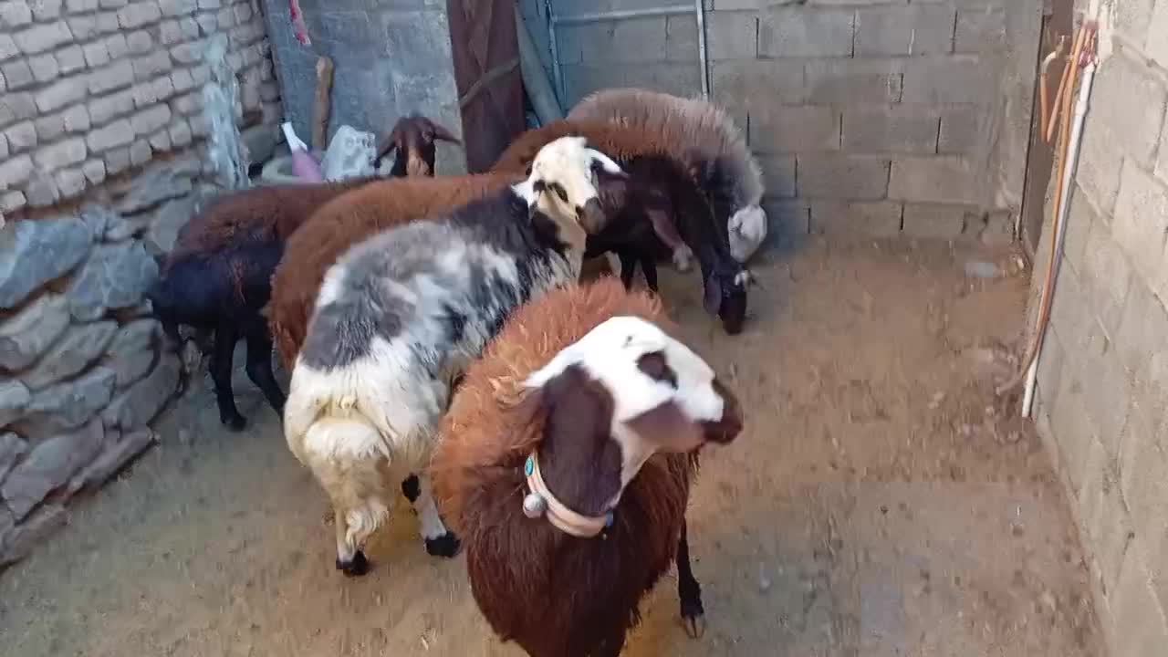 5عدد شیشک سه شیره با بره نر|حیوانات مزرعه|بروجرد, |دیوار