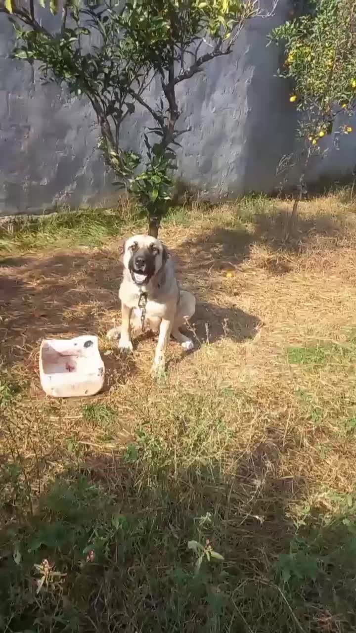 واگذاری ماده سرابی|سگ|عباس‌آباد, |دیوار