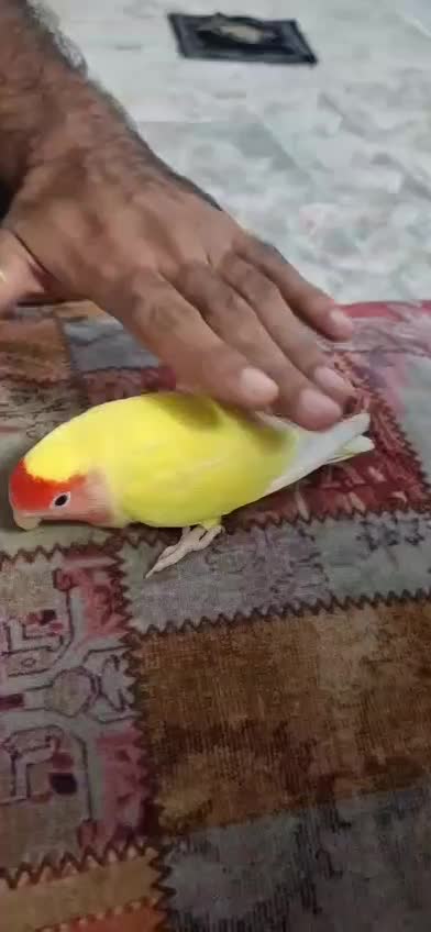 طوطی برزیلی ماده باهوش|پرنده|ری, هاشمآباد|دیوار