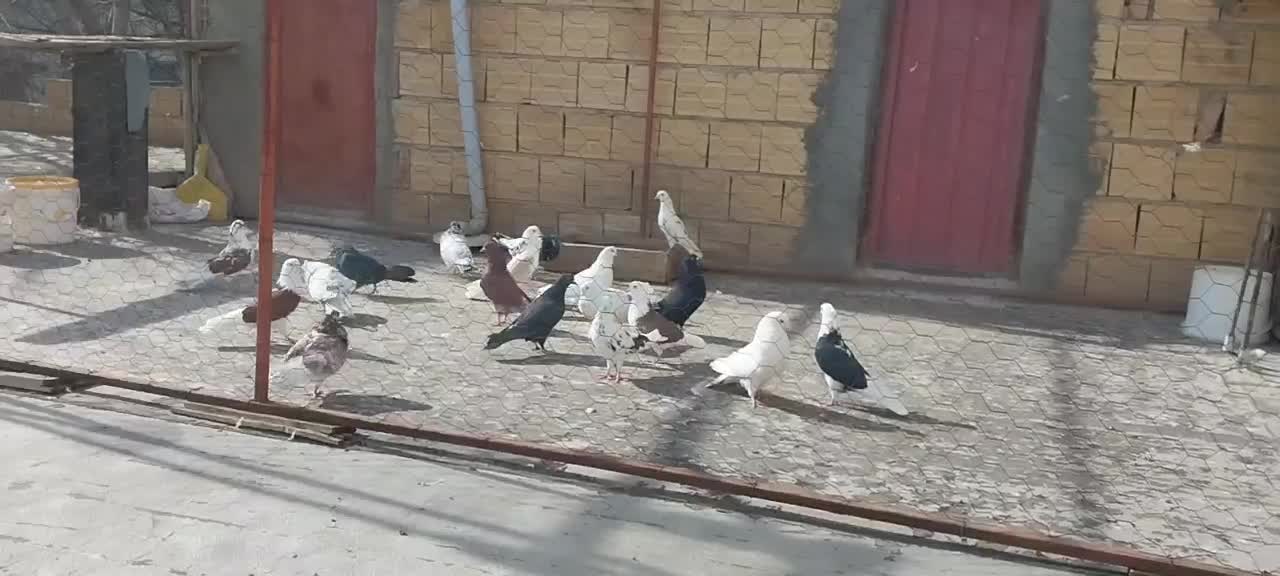 کبوتر پرشی|پرنده|سراب, |دیوار