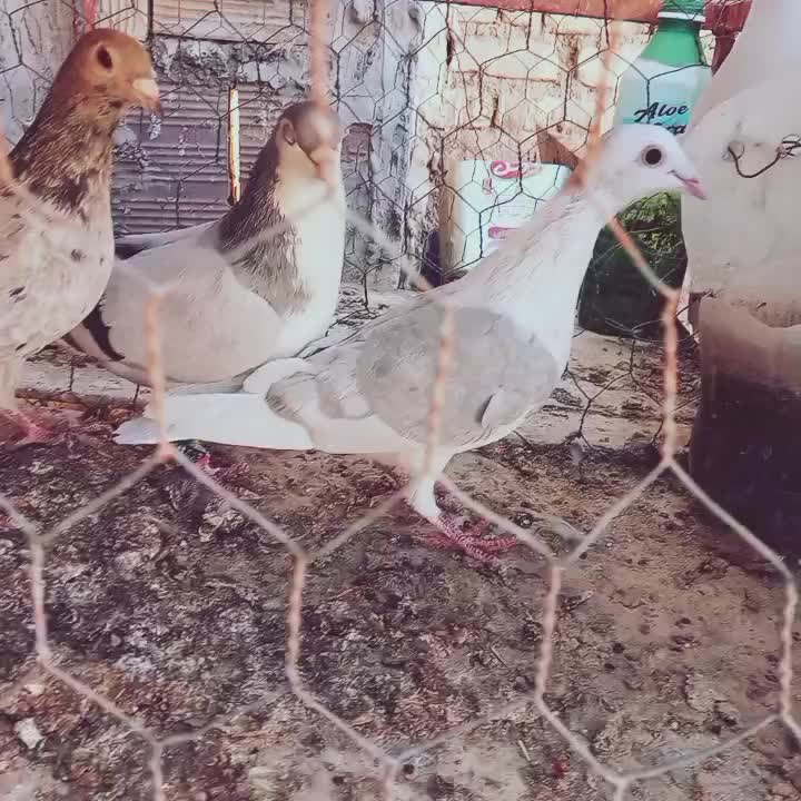 ۶ تا حیون درجه یک|پرنده|قائن, |دیوار