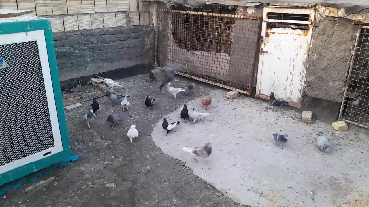 کبوتر رنگه و آلمانی حدودا ۲۵عدد،دانه ۲۰۰تومن|پرنده|شاندیز, |دیوار