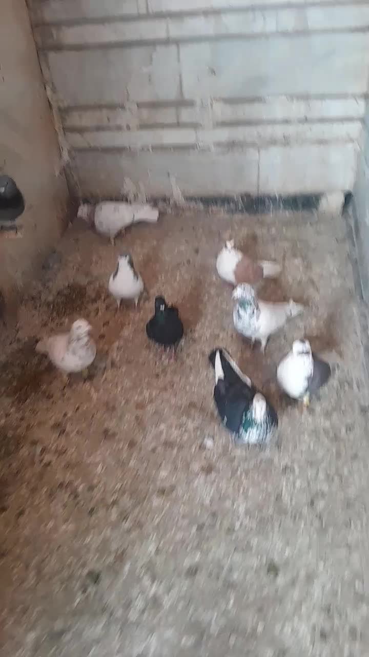 کبوتر|پرنده|شیراز, گلشن|دیوار