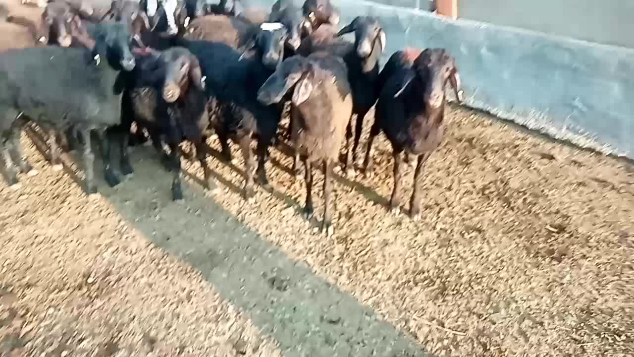 18 رس بره ماده غزل افشار|حیوانات مزرعه|ملکآباد, |دیوار