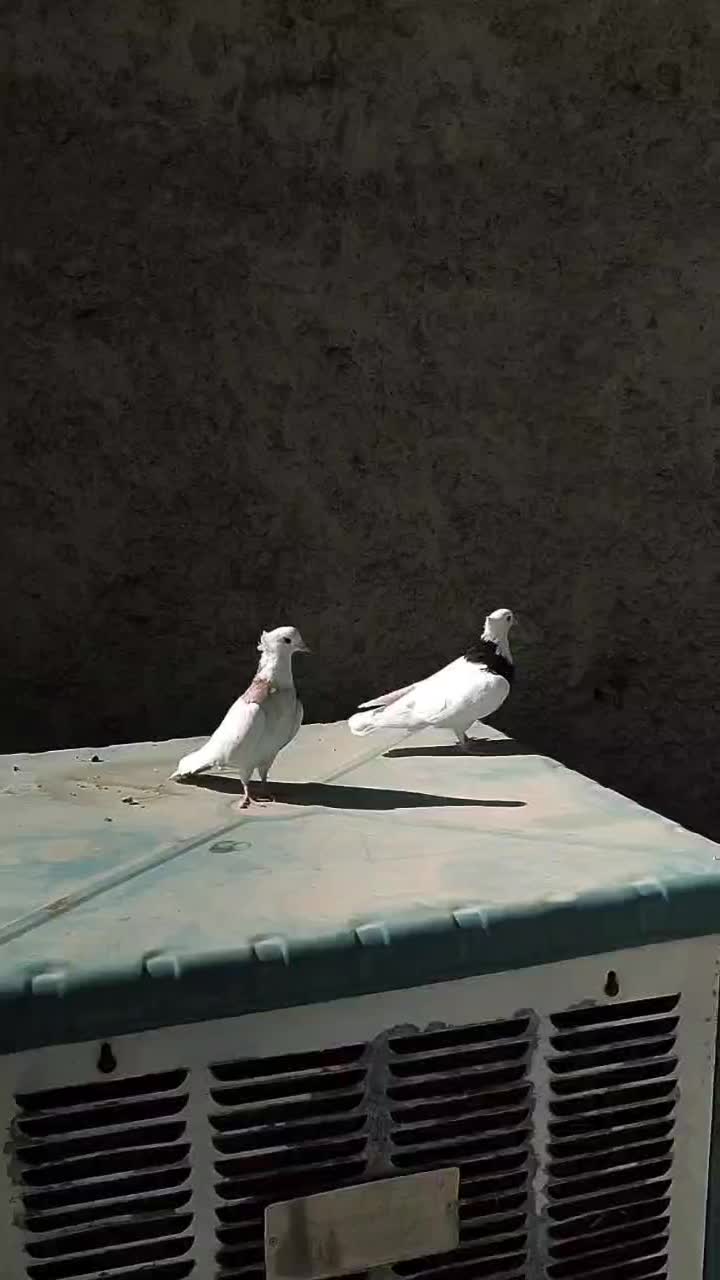 یکجفت کبوتر طوقی(عکس پدر مادر عکس اخر)|پرنده|زیباشهر, |دیوار