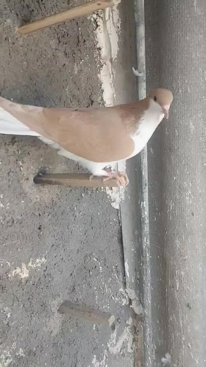 سده زرد|پرنده|اسفراین, |دیوار