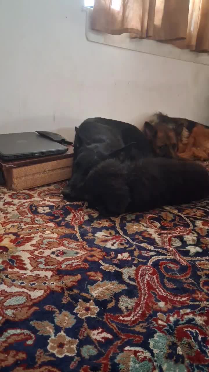 دو عدد ژرمن شولاین موبلند بلک و دورنگ|سگ|صحنه, |دیوار