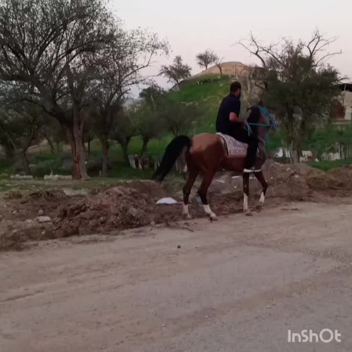 نریون|اسب و تجهیزات اسبسواری|خرمآباد, |دیوار