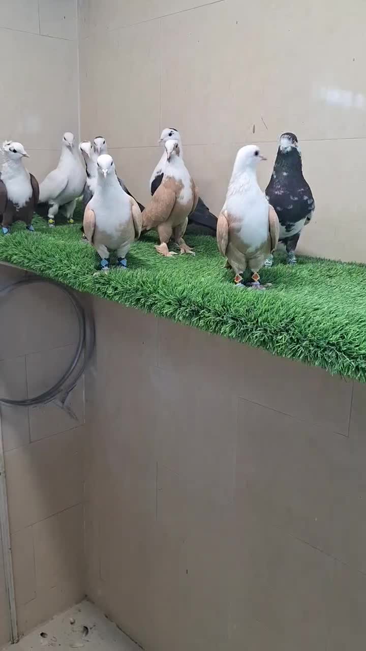 کبوتر کفتر کلاغ کربلایی|پرنده|مشهد, امیرآباد|دیوار