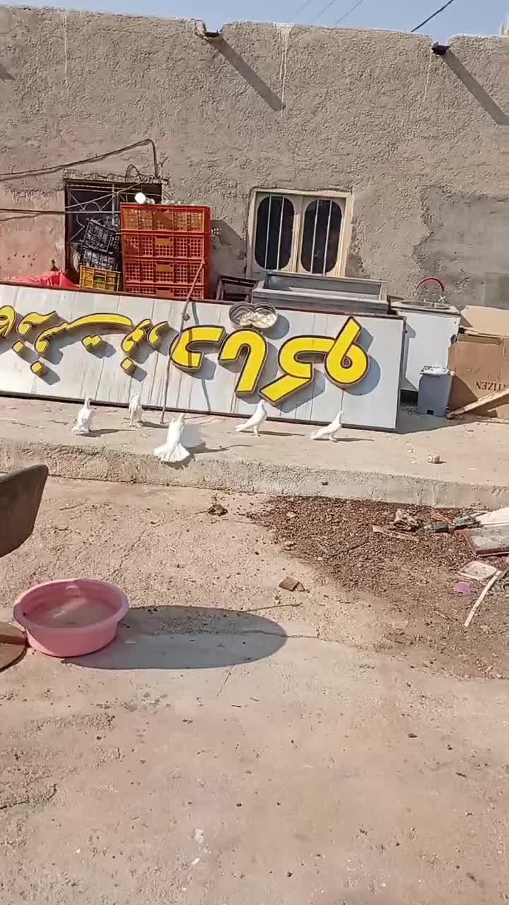 کبوتر|پرنده|جم, |دیوار