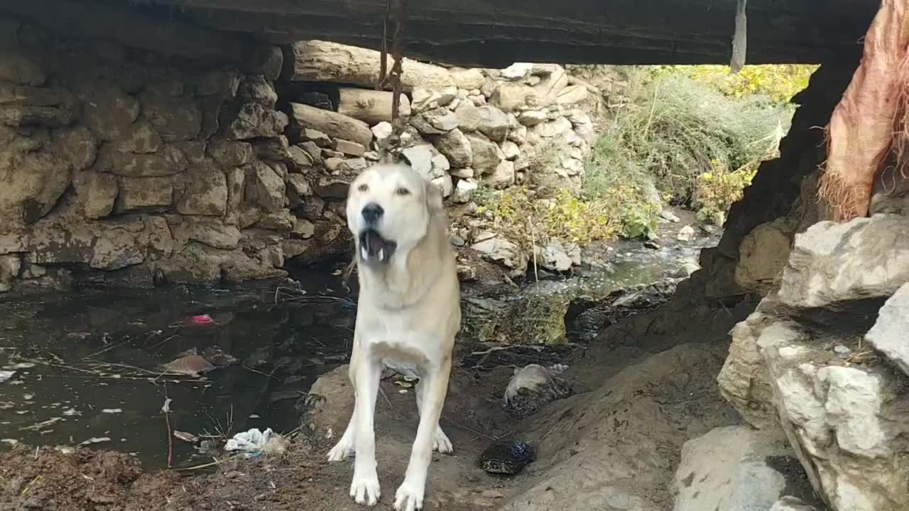 سگ3ساله|سگ|سردشت, |دیوار