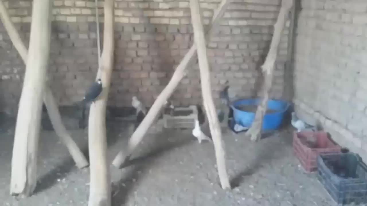 کفتر|پرنده|قهستان, |دیوار