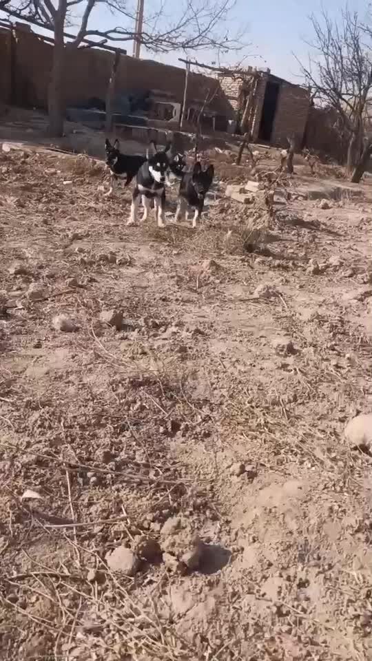 فروش توله سگ اصیل|سگ|شاهرود, |دیوار