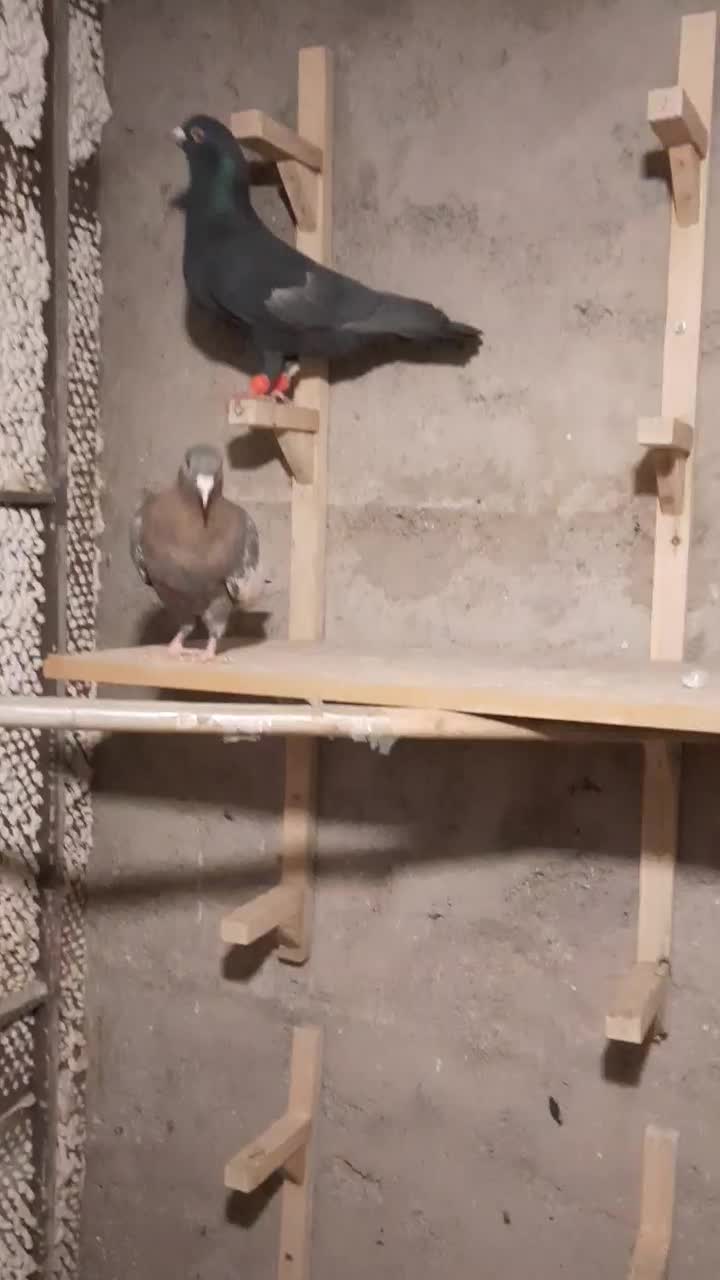 نر و ماده سرک سیاه و تافته ای|پرنده|شیراز, رکنآباد|دیوار