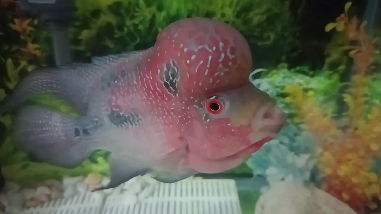 فلاور|ماهی|قم, تولید دارو و یخچال|دیوار