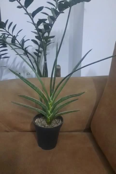 گل و گیاه|گل و گیاه طبیعی|رباطکریم, رباطکریم|دیوار