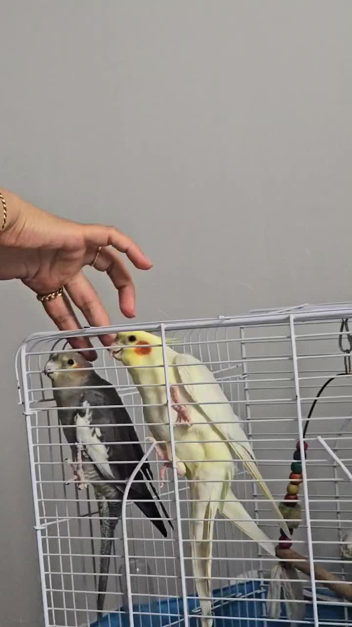 پرنده|پرنده|لاهیجان, یوسف آباد|دیوار