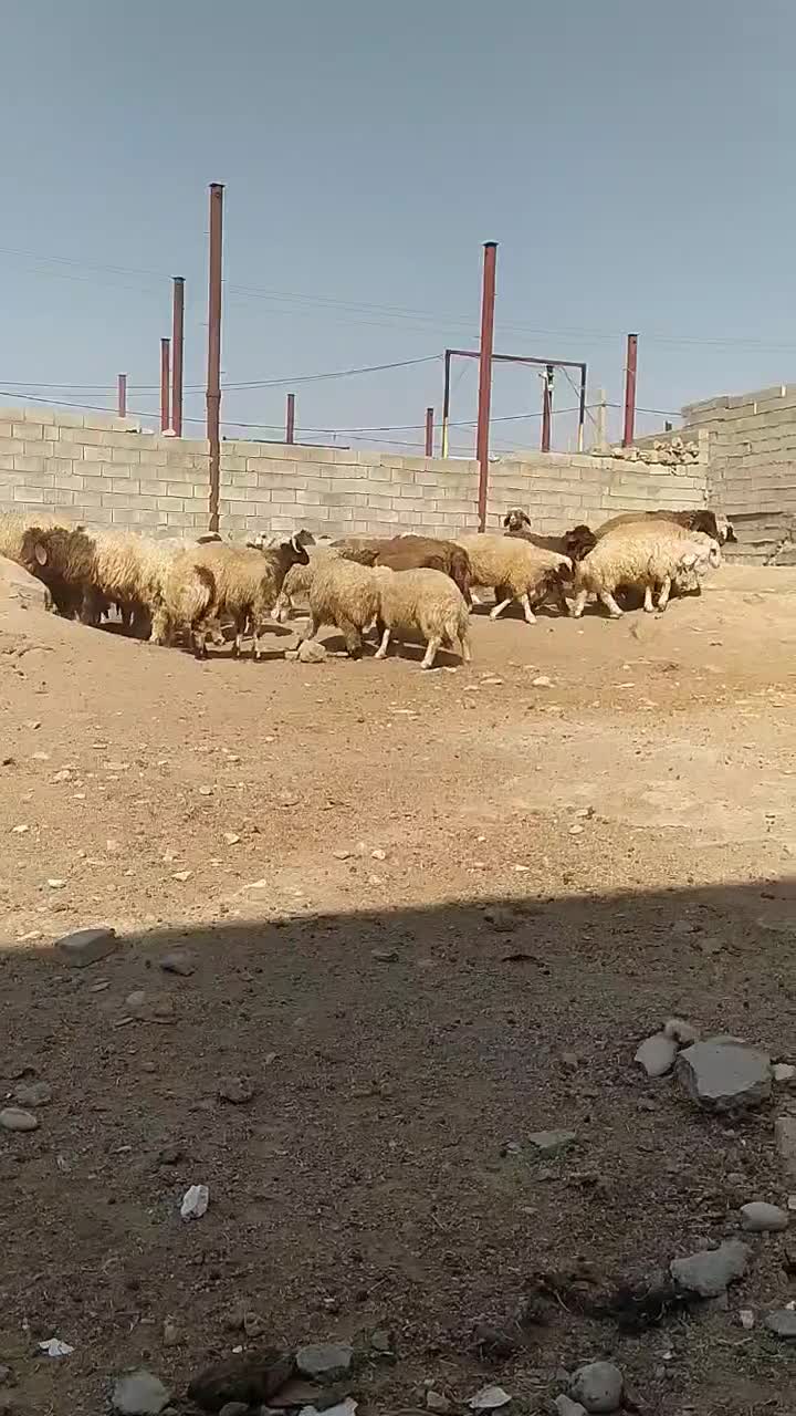 بره سفید صادراتی|حیوانات مزرعه|شیراز, شهرک ایثار|دیوار