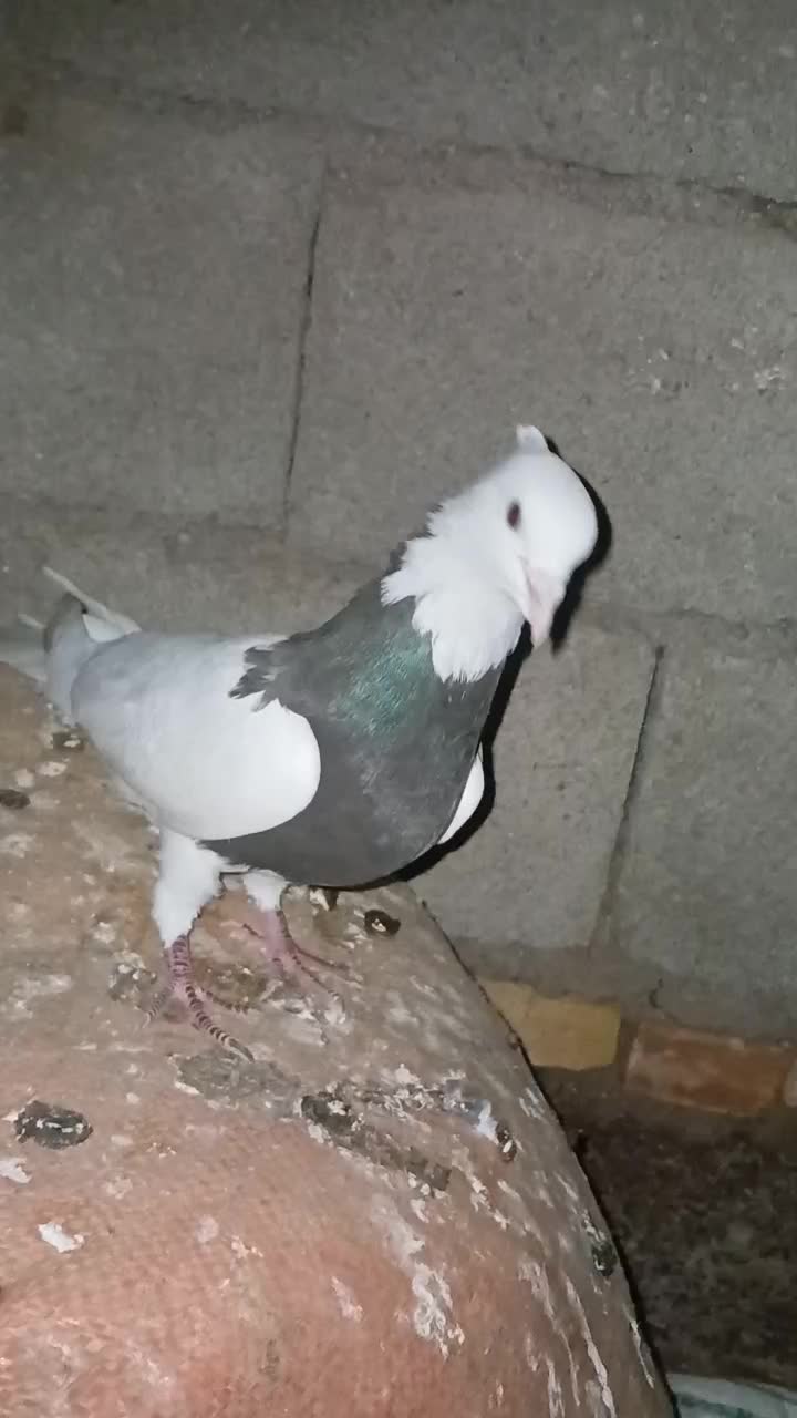 نر طوقی|پرنده|شوشتر, |دیوار