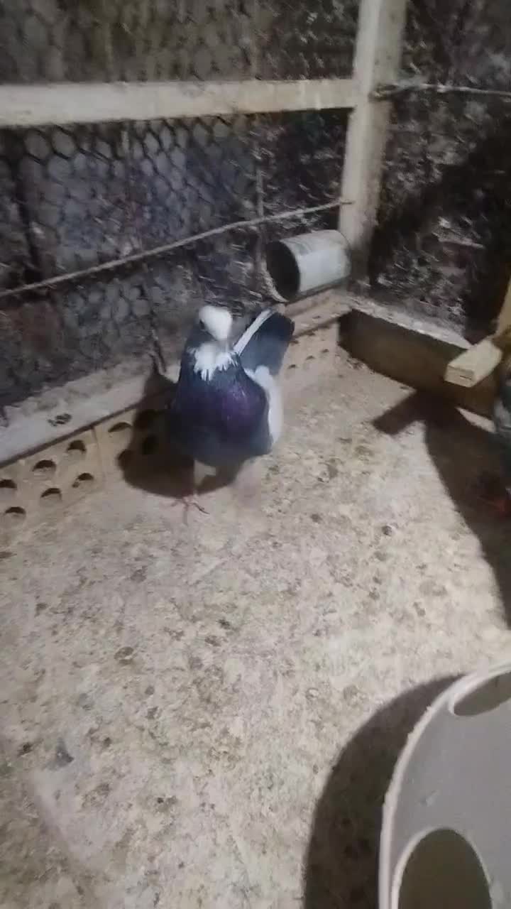 طوقی|پرنده|مشهد, عیدگاه|دیوار