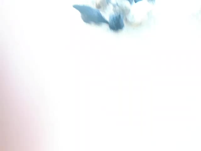 مرغ خانگی توخمی|حیوانات مزرعه|شیراز, رکنآباد|دیوار