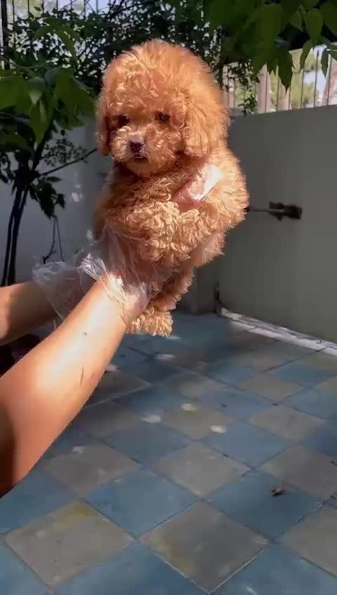 توله های جذاب پودل|سگ|تهران, درکه|دیوار