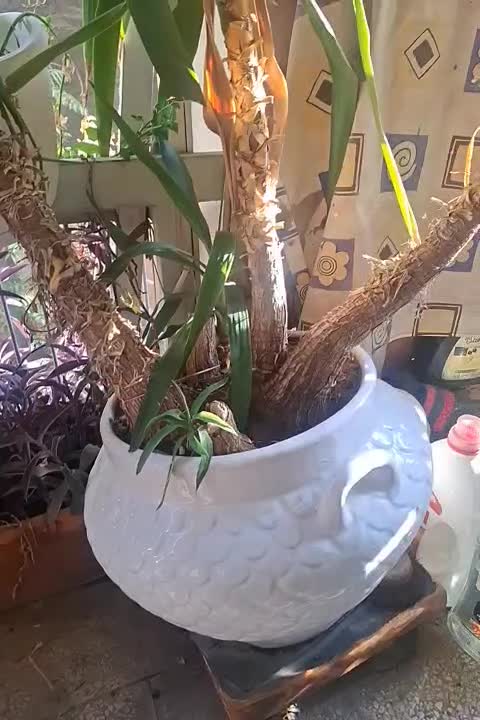 درختچه یوکا|گل و گیاه طبیعی|تهران, فلسطین (میدان انقلاب)|دیوار