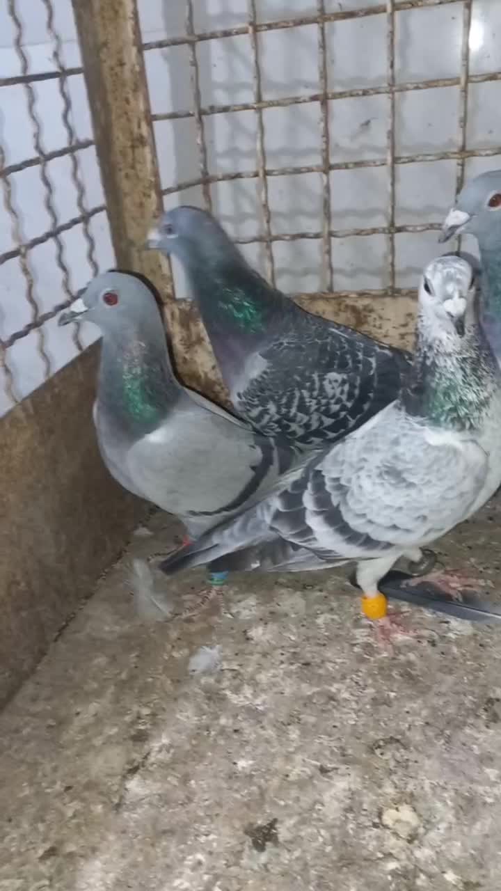 ادرس الوند|پرنده|الوند, |دیوار