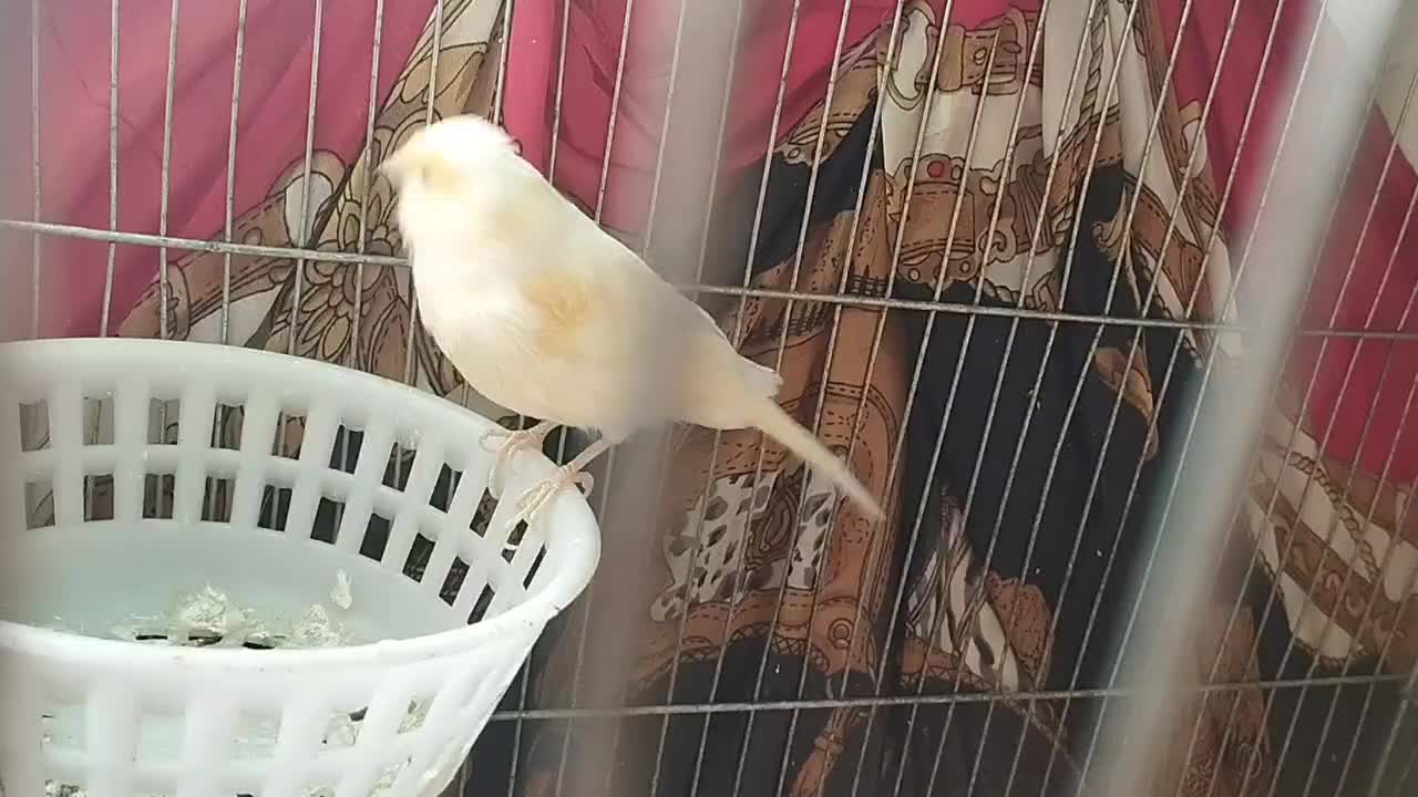 قناری جفت|پرنده|تویسرکان, |دیوار