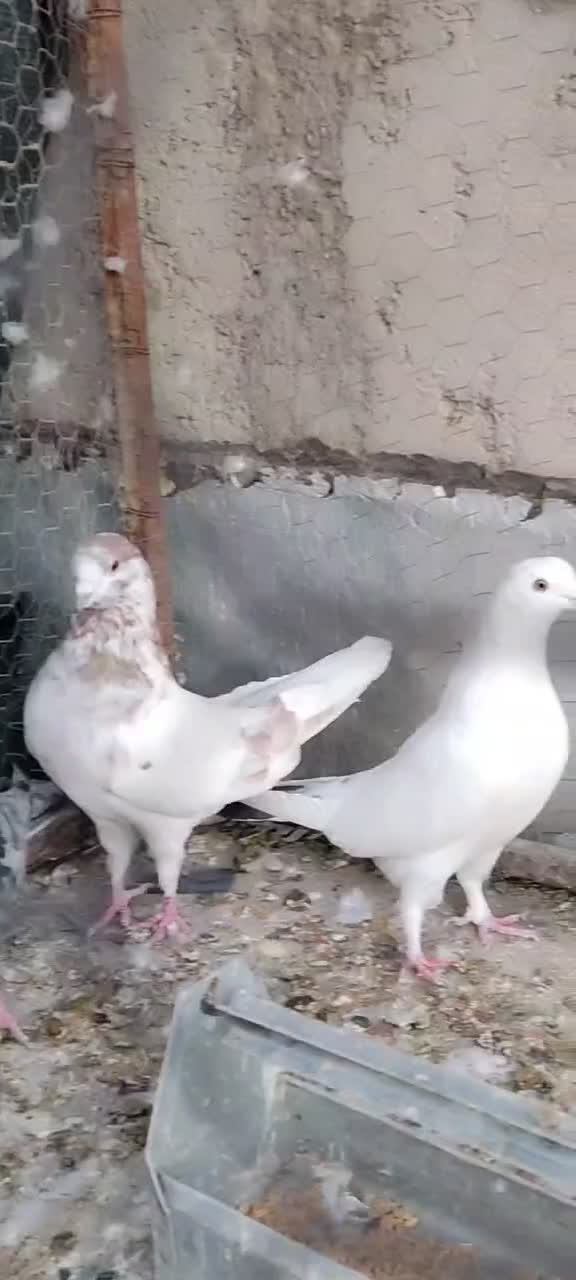 کبوتر|پرنده|مهریز, |دیوار