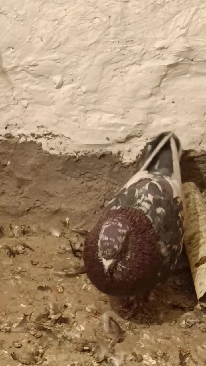 سور نر معاوضه|پرنده|بم, |دیوار