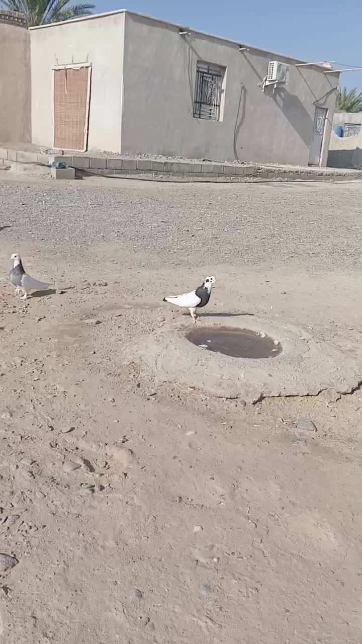 کبوتر طوقی|پرنده|هیدوچ, |دیوار