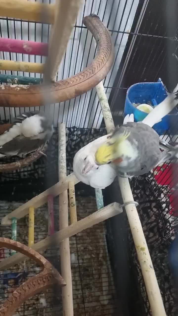 عروس هلندی|پرنده|لاهیجان, کوی زمانی|دیوار