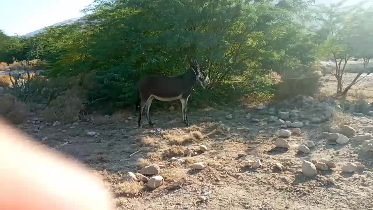 خر.ماده|حیوانات مزرعه|بندرعباس, |دیوار